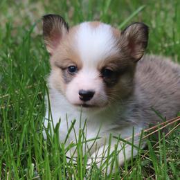 American Corgi, Cardigan Welsh Corgi, and Pembroke Welsh Corgi Puppies from Diamond Corgis