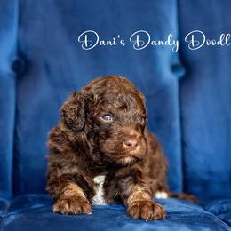 Aussiedoodle Puppies from Dani's Dandy Doodles