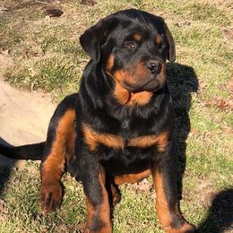 Rottweilers from Hayse’s Rotties