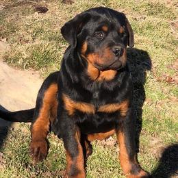 Rottweilers from Hayse’s Rotties