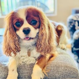 Chloe - Cavalier King Charles Spaniel