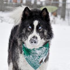 Asher - Siberian Husky