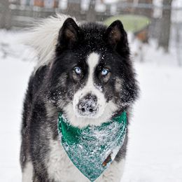 Asher - Siberian Husky