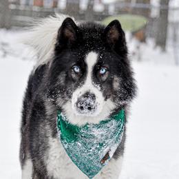 Asher - Siberian Husky
