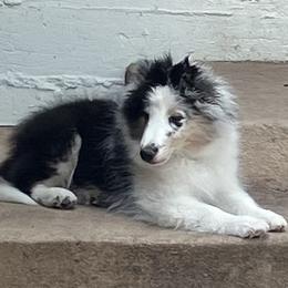 Boy 3 - male Shetland Sheepdog puppy in Littleton, Colorado from Xanadu Shelties