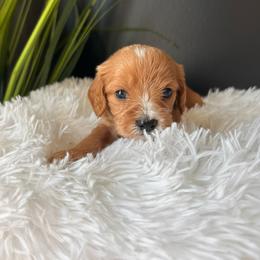 Ryder - Brown male Cavapoo puppy in Gap, Pennsylvania from Coles Cavapoo’s