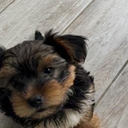Yorkshire Terrier Puppies from Yorkies in Kyle