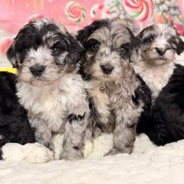Aussiedoodle puppies from Pawsome Aussie Doodles and Oodles