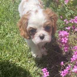 Cavalier King Charles Spaniel, Dachshund, and German Shepherd Puppies from Saffron