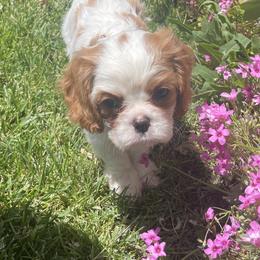 Cavalier King Charles Spaniel, Dachshund, and German Shepherd Puppies from Saffron