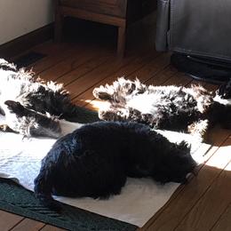 Scottish Terriers from HiJinks Scottish Terriers