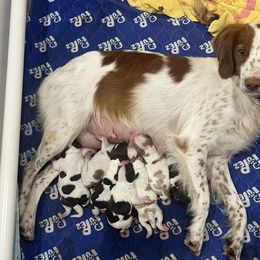Brittany Puppies from Bull Creek Kennels