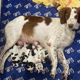 Brittany Puppies from Bull Creek Kennels