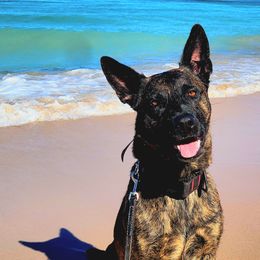 Juno - Dutch Shepherd