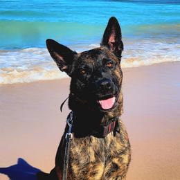 Juno - Dutch Shepherd