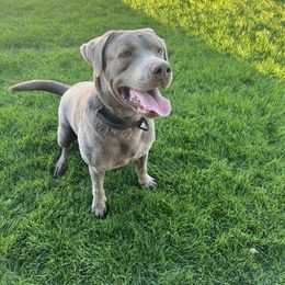 Rocky - Dilute Retriever