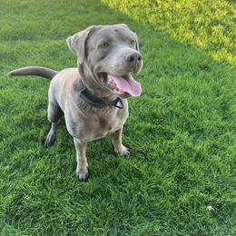 Rocky - Dilute Retriever