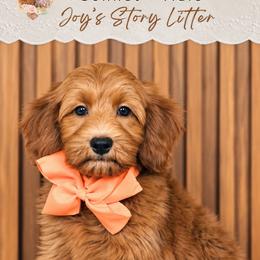 Sonnet - Red  male Goldendoodle puppy in Norcross, Georgia from Teddy Puppies