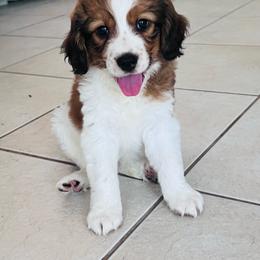 Rein gorgeous boy - White and red male Nederlandse Kooikerhondje puppy in Gainesville, Florida from Ambermoon Kooikerhondje Blackamber Greater Swiss Mountain Dogs
