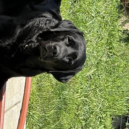 Martha - Labrador Retriever