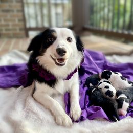 Aussiedoodle Puppies from Ever After Mini Doodles