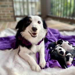 Aussiedoodle Puppies from Ever After Mini Doodles