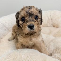 Saffron - Sable female Cavapoo puppy in Spokane, Washington from PJE Cavs and Poos