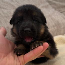 Orange Boy - Black and red male German Shepherd puppy in Battle Ground, Washington from Purebred Elite Shepherds