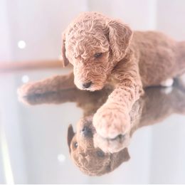 Divot - Red male Bernedoodle puppy in Orland, California from Shockley’s Elite Doodles