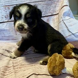 Claus - Black tri male Miniature Australian Shepherd puppy in Port Saint Lucie, Florida from Charlene Brannon's Mini Australian Shepherds