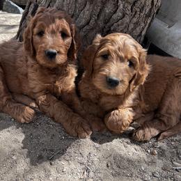 Goldendoodle Puppies from High Desert Doodles