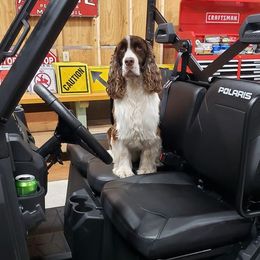 English Springer Spaniel All Grown Up from RedDoor English Springer Spaniels