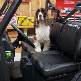 English Springer Spaniel All Grown Up from RedDoor English Springer Spaniels