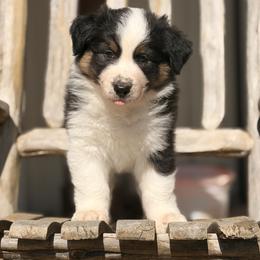 Boy 2 - Black tri-color male Australian Shepherd puppy in Paradise, Texas from Mtn Springs Kennels
