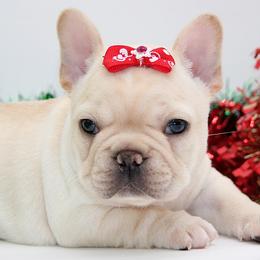 BROOK - Cream female French Bulldog puppy in West Plains, Missouri from Must Be Frenchies & Crown Of Curls Bolonka