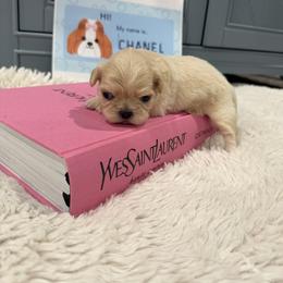 Chanel - Gold female Shih Tzu puppy in Benbrook, Texas from Pretty Paws & Pearls Shih Tzu's