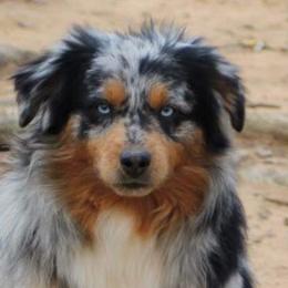 Scout - Miniature Australian Shepherd
