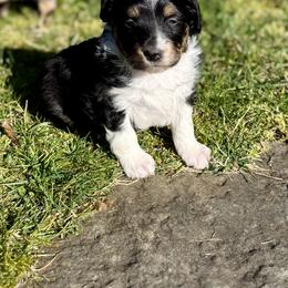 Esme - Black tri-color female Aussiedoodle puppy in Grants Pass, Oregon from Woodwind Miniatures