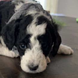 Goldendoodles from DoodlePoodle+Co