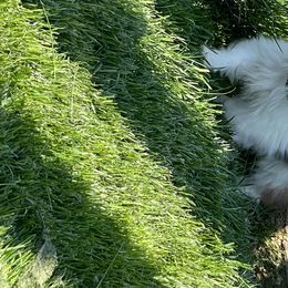 Papillon Puppies from SMK's Papillons