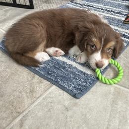 Willow Bacon - Red tri-color female Australian Shepherd puppy in Byron Center, Michigan from Sunshine Shepherds