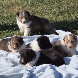 Shetland Sheepdog puppies from Krayola Shelties