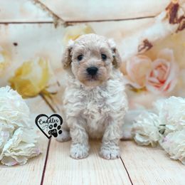 Poodle Puppies from Cuddles n Curls