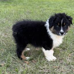 Baloo - Black tri-color male Australian Shepherd puppy in Mc Alpin, Florida from RussKris Farms Aussies
