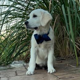 Koa - Light golden male Golden Retriever puppy in Adair, Oklahoma from Rejoice Retrievers