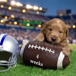 Espresso  GREEN COLLAR  Boy 3500 - Red  male Goldendoodle puppy in Corona, California from Fluffy Puppy Mini Doodles LLC