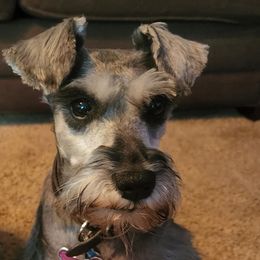 Lily - Miniature Schnauzer