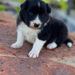 Braun - Black and white male Border Collie puppy in Comanche, Texas from Circle R Sidney