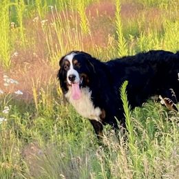 Bernie - Bernese Mountain Dog