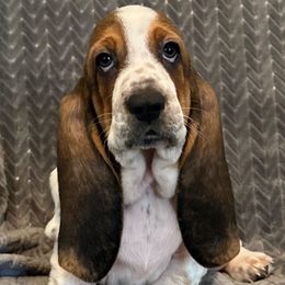 Purple collar -3,550.00 - Brown black and white female Basset Hound puppy in Columbia, South Carolina from Pawmetto Hounds